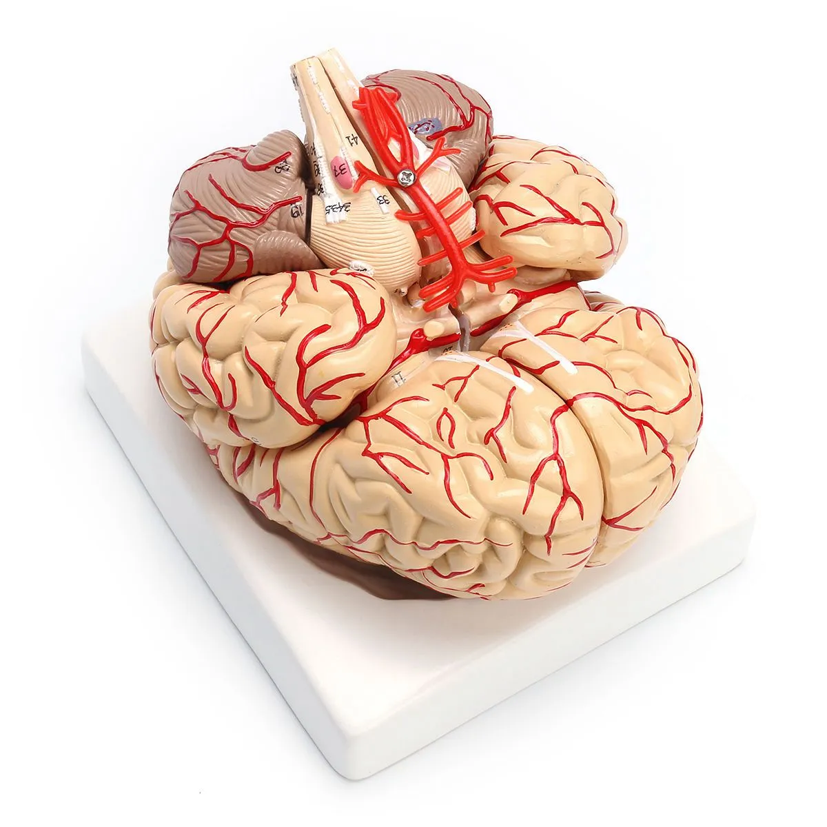 1: 1 Life Size Human Anatomical Brain Pro Dissection Medical Organ Teaching Model