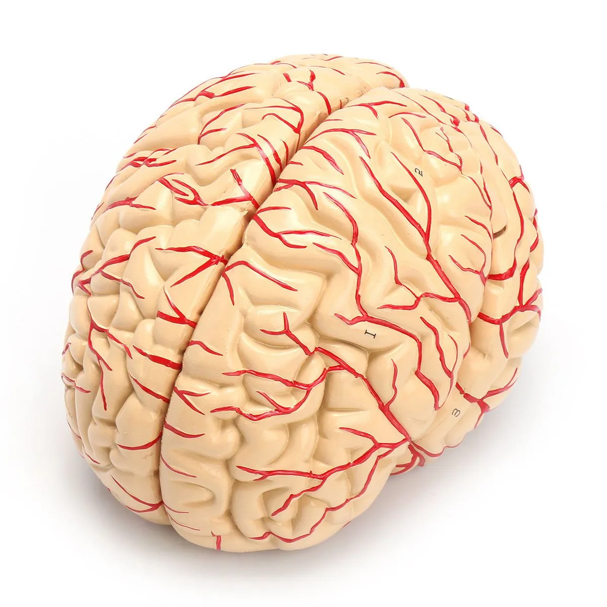1: 1 Life Size Human Anatomical Brain Pro Dissection Medical Organ Teaching Model