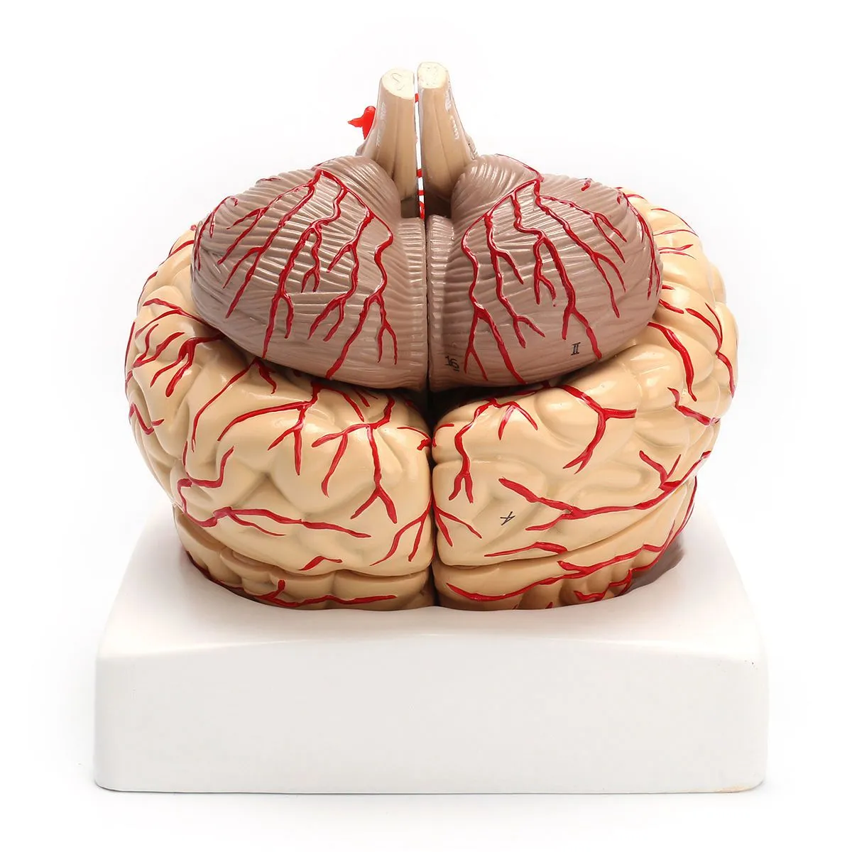 1: 1 Life Size Human Anatomical Brain Pro Dissection Medical Organ Teaching Model