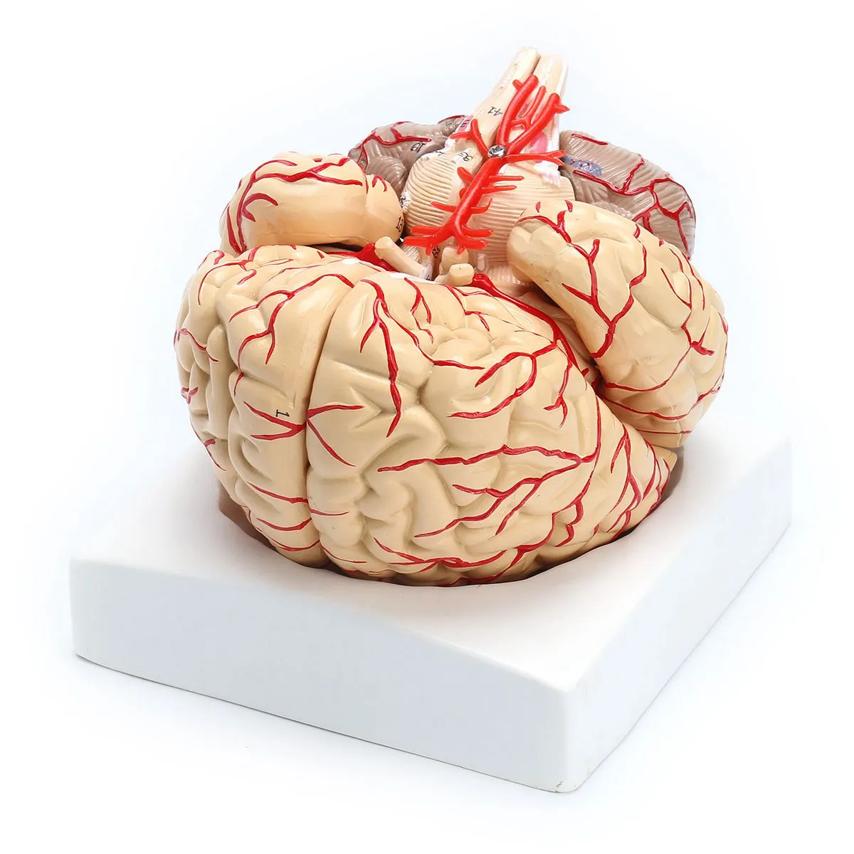 1: 1 Life Size Human Anatomical Brain Pro Dissection Medical Organ Teaching Model