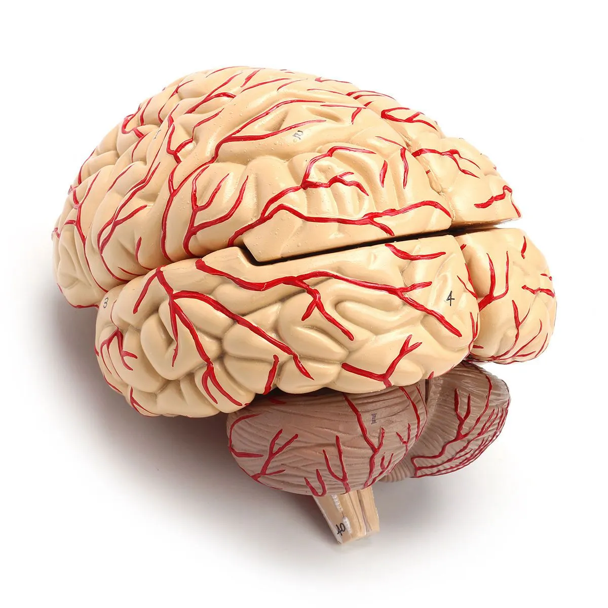 1: 1 Life Size Human Anatomical Brain Pro Dissection Medical Organ Teaching Model