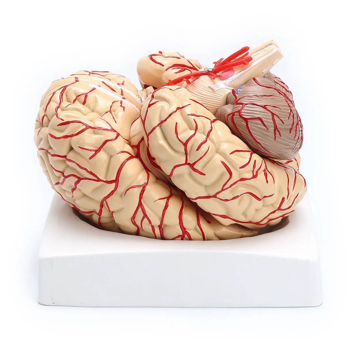 1: 1 Life Size Human Anatomical Brain Pro Dissection Medical Organ Teaching Model