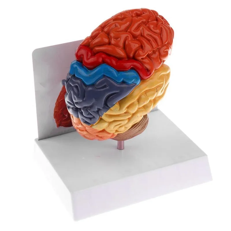 Cerebral Anatomical Brain Model Anatomy 1:1 Half Brain Brainstem Medical Teaching School Lab Supplies