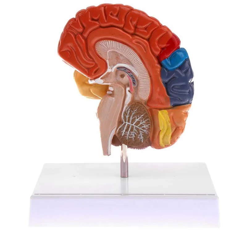 Cerebral Anatomical Brain Model Anatomy 1:1 Half Brain Brainstem Medical Teaching School Lab Supplies
