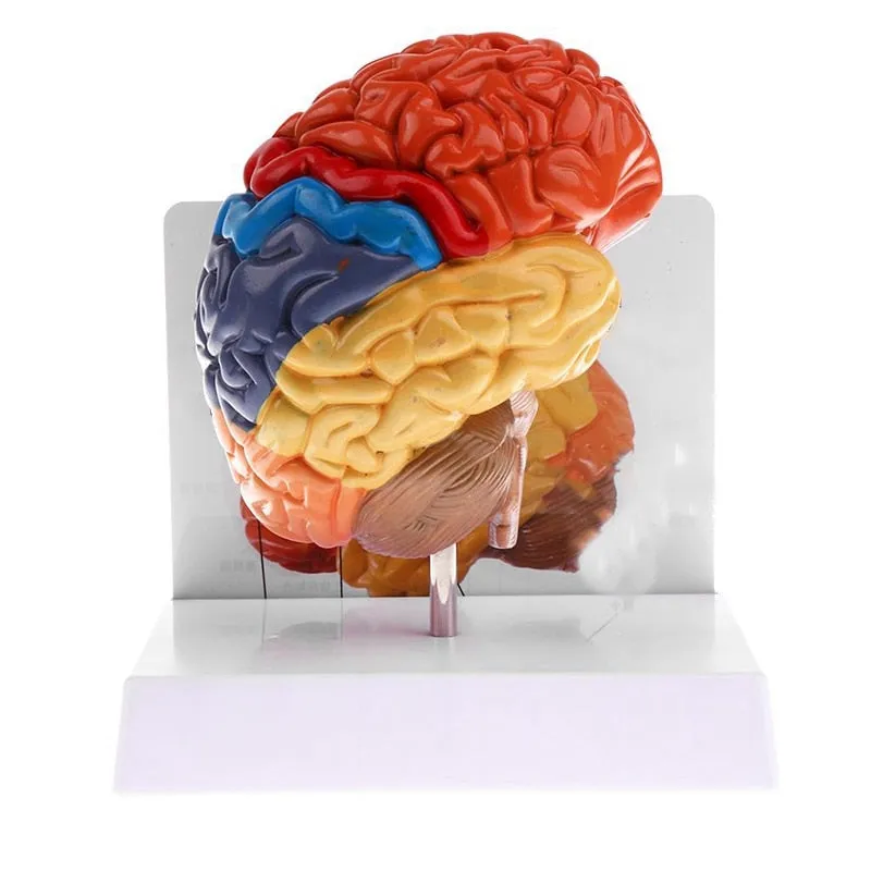 Cerebral Anatomical Brain Model Anatomy 1:1 Half Brain Brainstem Medical Teaching School Lab Supplies