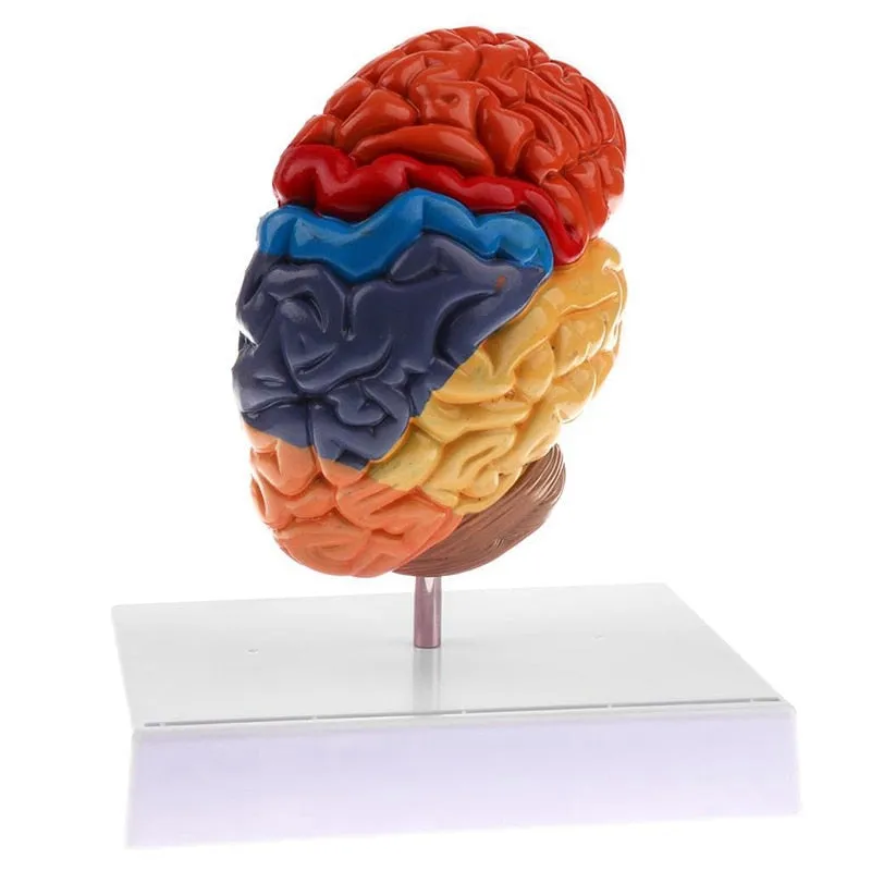 Cerebral Anatomical Brain Model Anatomy 1:1 Half Brain Brainstem Medical Teaching School Lab Supplies