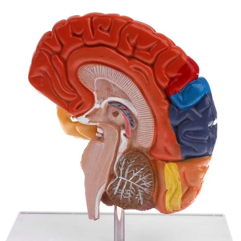 Cerebral Anatomical Brain Model Anatomy 1:1 Half Brain Brainstem Medical Teaching School Lab Supplies