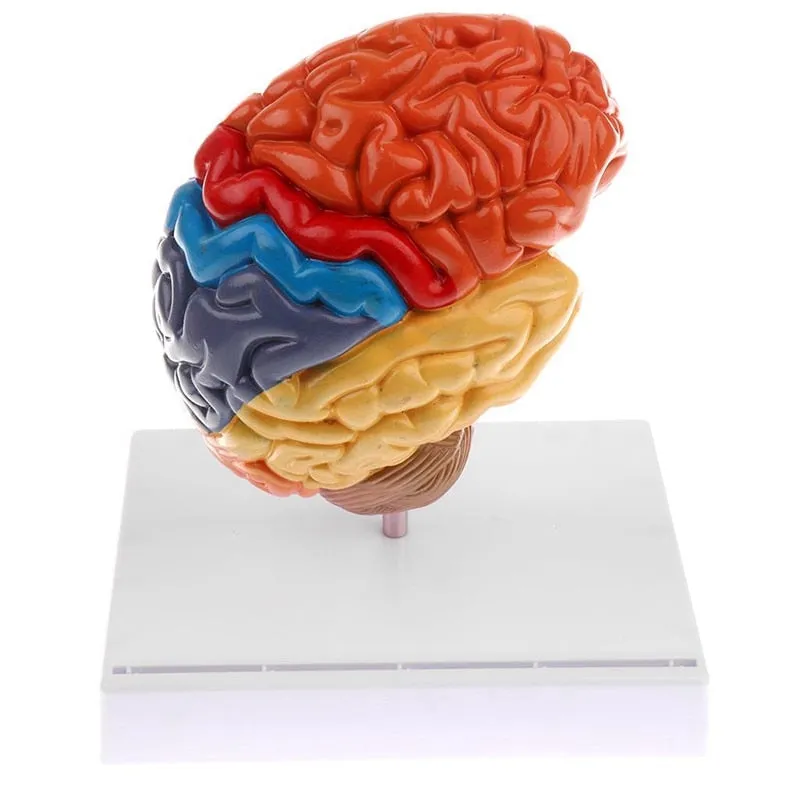 Cerebral Anatomical Brain Model Anatomy 1:1 Half Brain Brainstem Medical Teaching School Lab Supplies