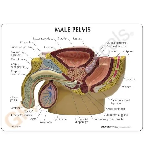 Male Pelvis with 3D Prostate Frame