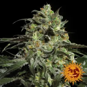 PRICE DROP!! Barneys farm Seeds - Peyote Cookies PRICE DROP!! Barneys farm Seeds - Peyote Cookies