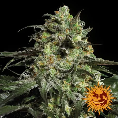 PRICE DROP!! Barneys farm Seeds - Peyote Cookies