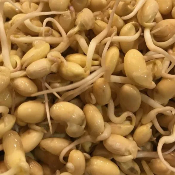 Soy Bean ORGANIC Sprouting Seeds | Weston Seeds